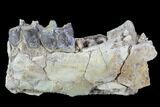 Hyracodon (Running Rhino) Jaw Section - South Dakota #90259-1